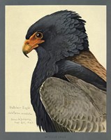Abyssinian Bateleur Eagle Fine Art Print