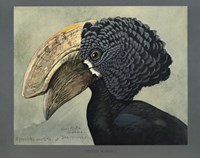 Abyssinian Crested Hornbill Fine Art Print