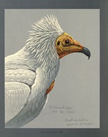 Abyssinian Egyptian Vulture Fine Art Print