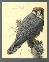 Abyssinian Lanner Fine Art Print