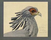 Abyssinian Secretary Bird Fine Art Print