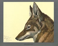 Abyssinian Wolf Fine Art Print