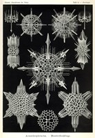 Acanthophracta Fine Art Print