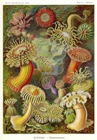 Actiniae - Scheiben-Strahlinge - Heliodiscus Fine Art Print
