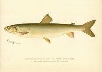 Adirondack Frost Fish Fine Art Print