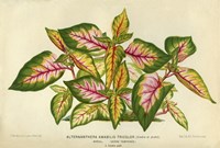 Alternanthera Amabilis Tricolor Fine Art Print