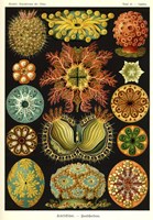 Ascidiae Fine Art Print