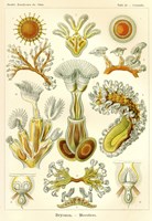 Bryozoa - Scheiben-Strahlinge - Heliodiscus Fine Art Print