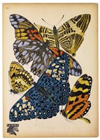 Butterflies Plate 11 Fine Art Print