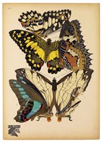 Butterflies Plate 14 Fine Art Print
