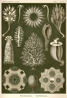 Calcispongiae Fine Art Print