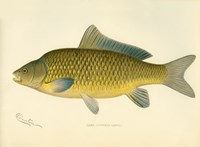 Carp Fine Art Print