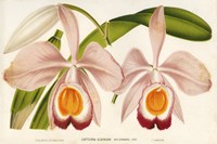 Cattleya Eldorado Splendens Fine Art Print