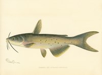 Channel Cat Fine Art Print