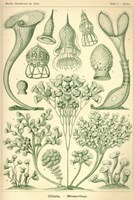 Ciliata - Scheiben-Strahlinge - Heliodiscus Fine Art Print