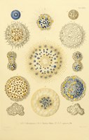 Collosphaera Radiolaria Fine Art Print