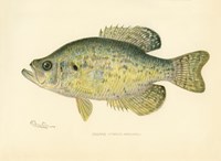 Crappie Fine Art Print