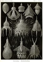 Cyrtoidea - Scheiben-Strahlinge - Heliodiscus Fine Art Print