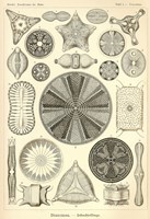 Diatomea - Scheiben-Strahlinge - Heliodiscus Fine Art Print