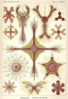 Discoidea - Scheiben-Strahlinge - Heliodiscus Fine Art Print