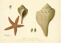 Enemies of the Oyster Fine Art Print