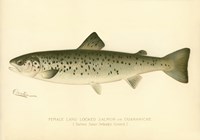 Female Land Locked Salmon Fine Art Print