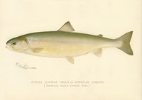 Female Sunapee Trout Fine Art Print