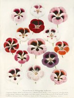 Geranium Varieties Fine Art Print