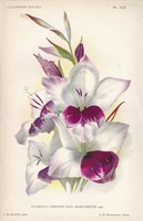 Gladiolus Lemoinei Fine Art Print