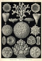 Hexacoralla Fine Art Print