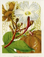 Hodgsonia Heteroclita Fine Art Print