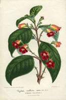 Kohleria of Central America Fine Art Print