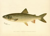Lake Trout Fine Art Print