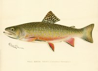 Male Brook Trout Fine Art Print