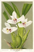 Maxillaria Orchid Fine Art Print