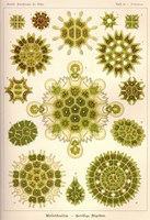 Melethallia Fine Art Print