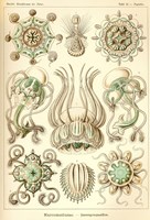 Narcomedusae - Scheiben-Strahlinge - Heliodiscus Fine Art Print