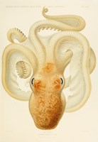 Octopus - Die Cephalopod - 1915 - Plate 76 Fine Art Print
