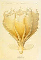 Octopus - Die Cephalopod - 1915 - Plate 92 Fine Art Print