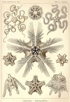 Ophiodea Fine Art Print