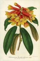 Orange Yellow Rhododendron Fine Art Print