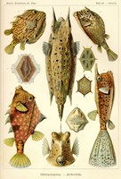 Ostraciontes - Scheiben-Strahlinge - Heliodiscus Fine Art Print