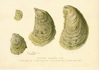 Oysters Natural Size Fine Art Print