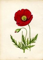 Papaver Rhoeas, Red Poppy Fine Art Print