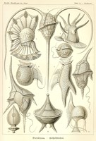 Peridinea - Scheiben-Strahlinge - Heliodiscus Fine Art Print