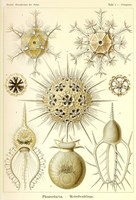 Phaeodaria Radiolaria Fine Art Print