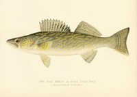 Pike Perch Fine Art Print