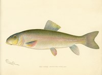 Red Horse Fish Fine Art Print