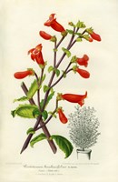 Rock penstemon, Cut-Leaf Penstemon Fine Art Print