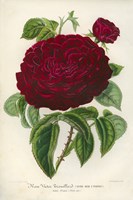 Rose Victor Trouillard Fine Art Print